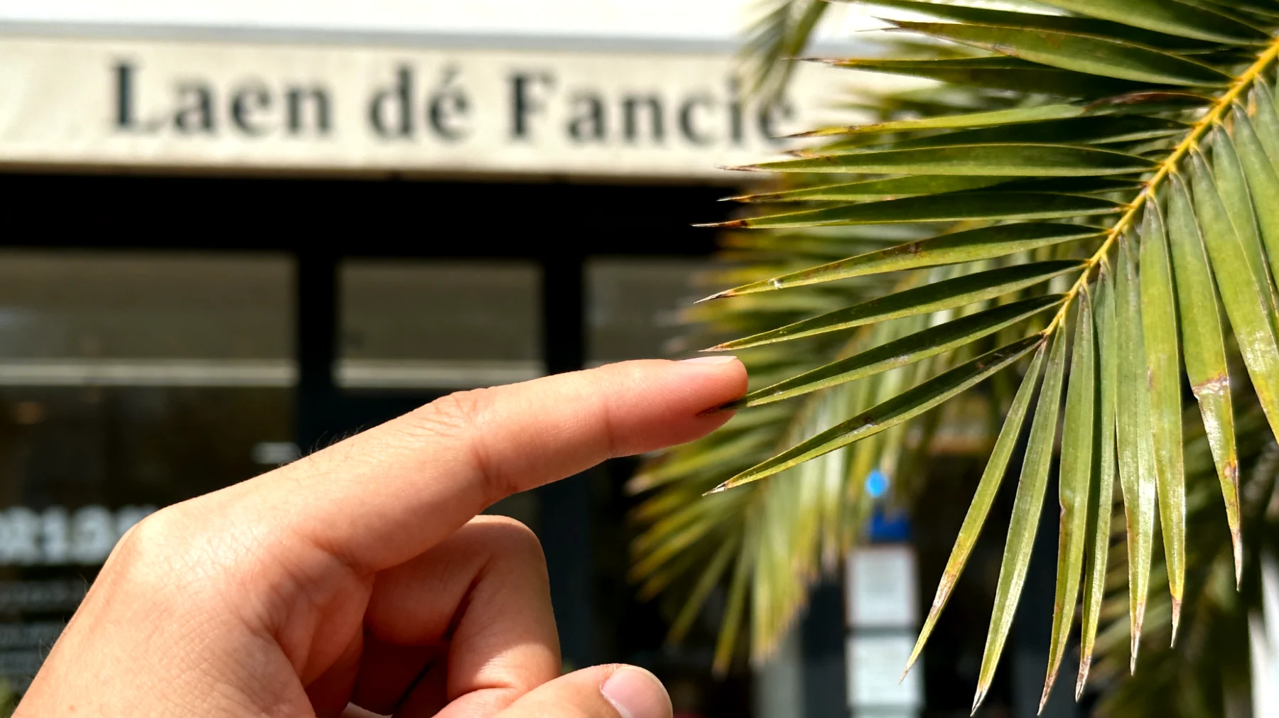 Palmier d'intérieur"